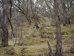 Englishmens Reef heap